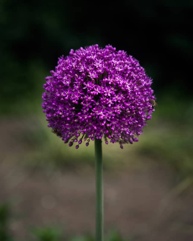Allium flower - Photography by Peter Neupauer