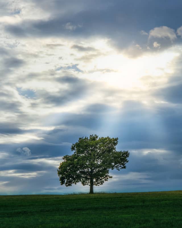  Solitary tree - Photography by Peter Neupauer