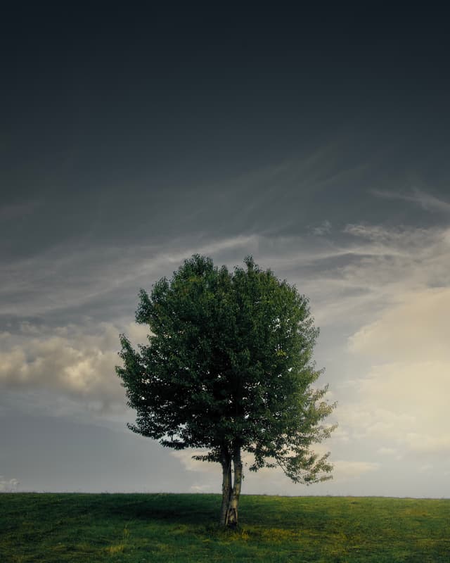 The Lonely Tree — Photography by Peter Neupauer (@peterneupauer)