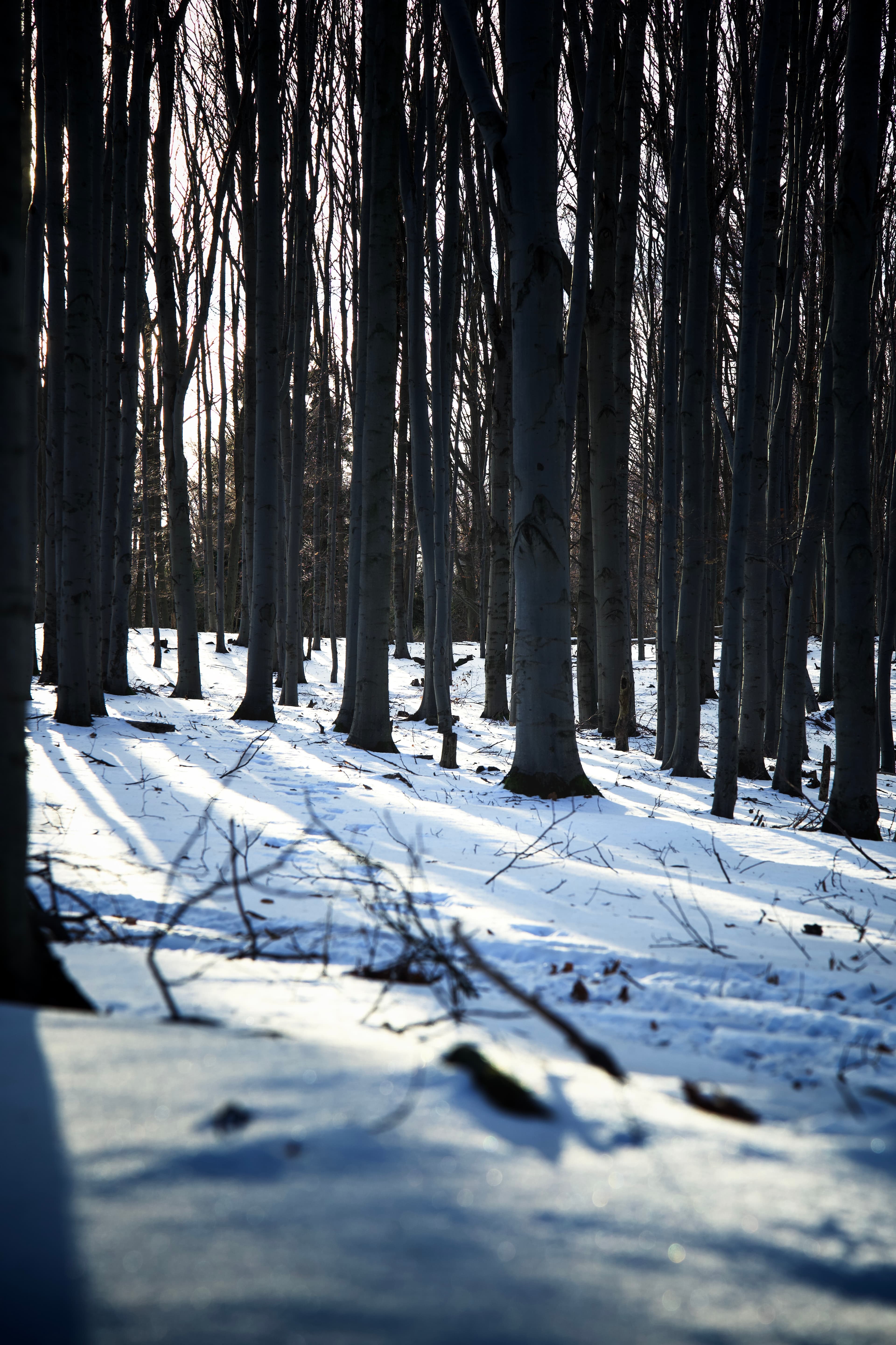 Frozen forest — Photography by Peter Neupauer (@peterneupauer)