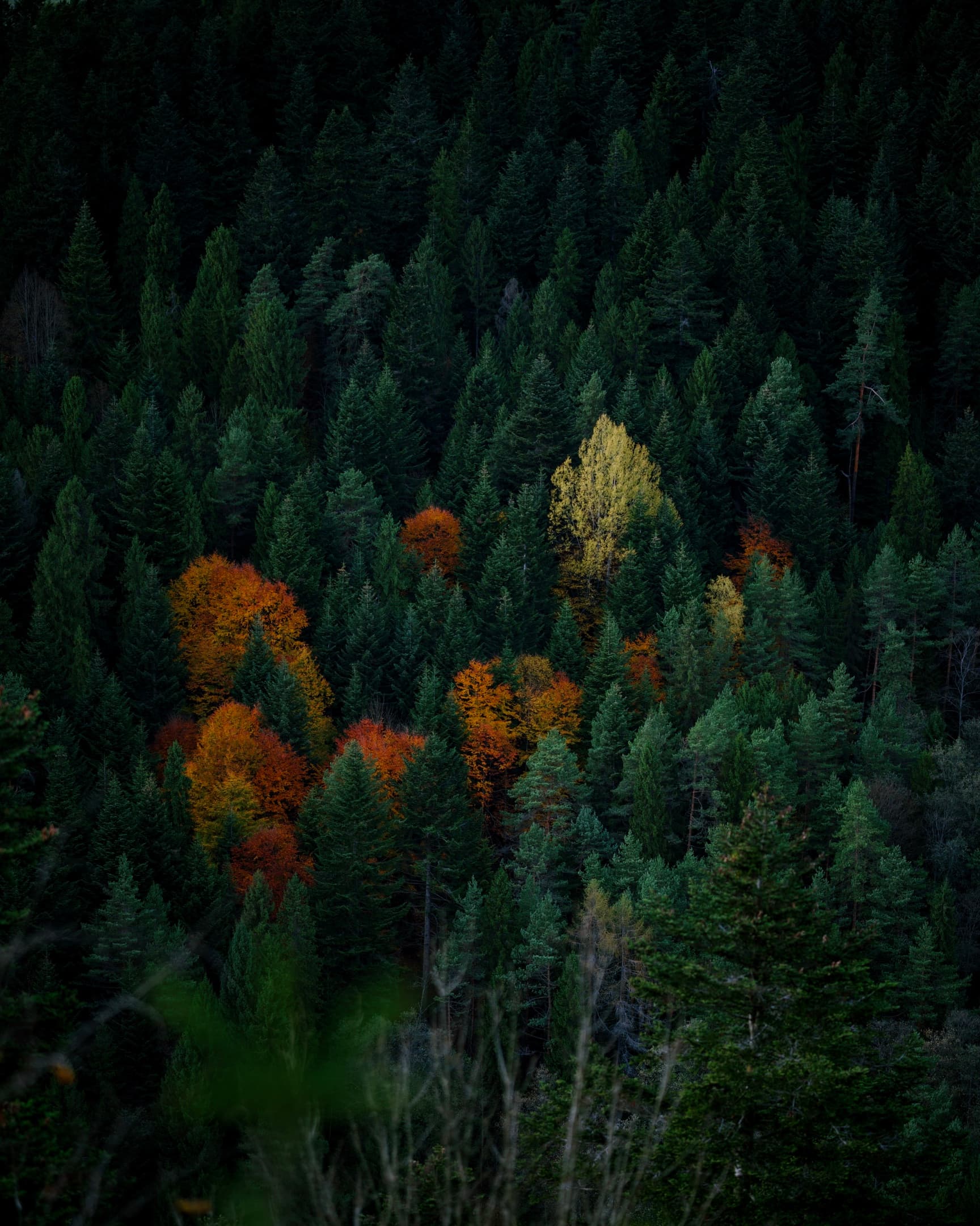 Woodland, Slovakia — Photography by Peter Neupauer (@peterneupauer)