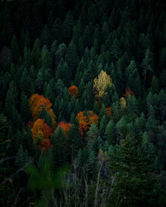 Woodland, Slovakia — Photography by Peter Neupauer (@peterneupauer)