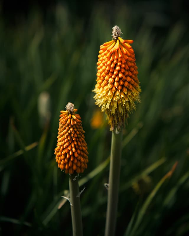 Kniphofia uvaria — Photography by Peter Neupauer (@peterneupauer)