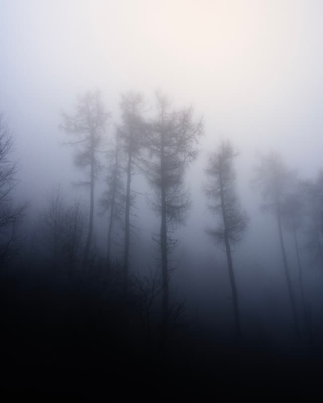 Into the Fog 4 - Slovakia — Photography by Peter Neupauer (@peterneupauer) Into the Fog 4 - Slovakia — Photography by Peter Neupauer (@peterneupauer)