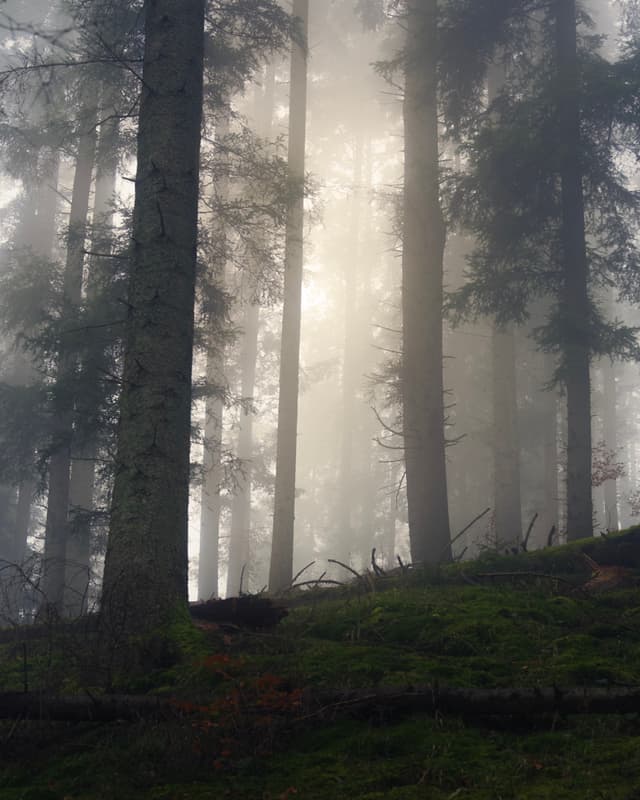 Misty Forest - Slovakia — Photography by Peter Neupauer (@peterneupauer) Misty Forest - Slovakia — Photography by Peter Neupauer (@peterneupauer)