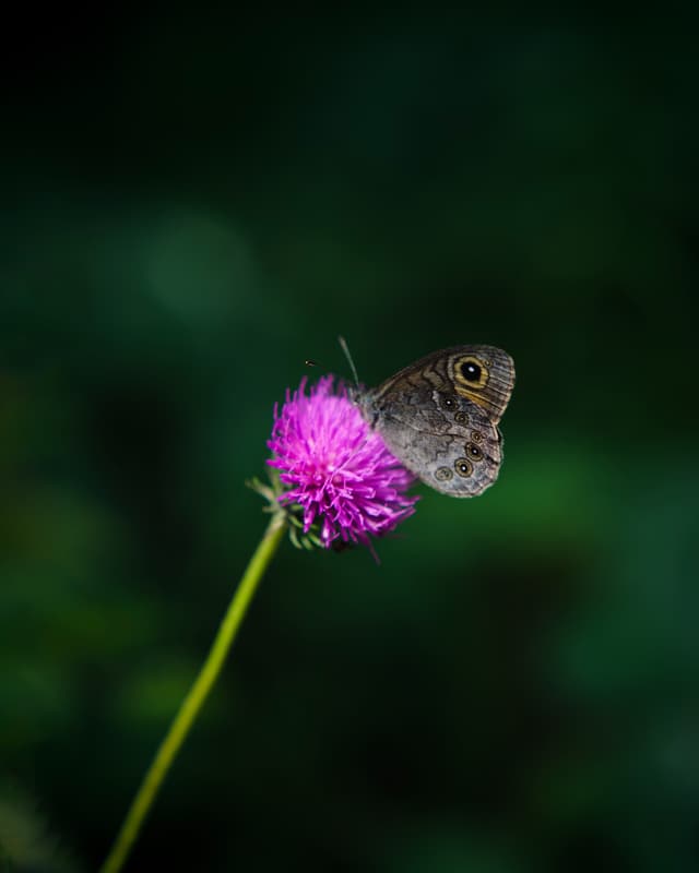 Butterfly 4 — Photography by Peter Neupauer (@peterneupauer) Butterfly 4 — Photography by Peter Neupauer (@peterneupauer)