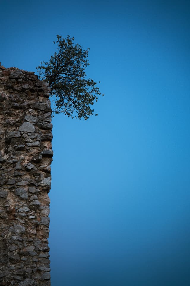 Life on the ruins - Turniansky Hrad, Slovakia — Photography by Peter Neupauer (@peterneupauer) Life on the ruins - Turniansky Hrad, Slovakia — Photography by Peter Neupauer (@peterneupauer)