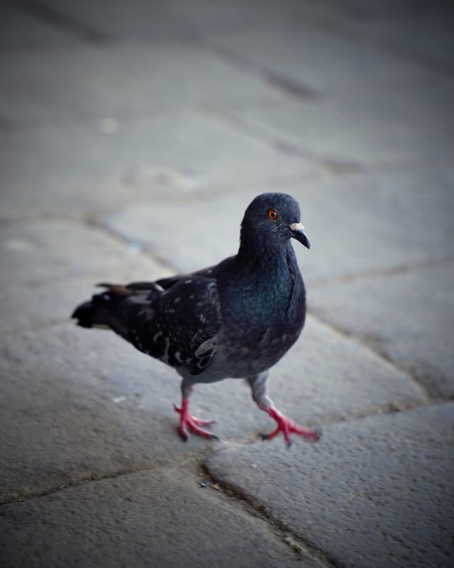 Pigeon - Venice, Italy — Photography by Peter Neupauer (@peterneupauer) Pigeon - Venice, Italy — Photography by Peter Neupauer (@peterneupauer)