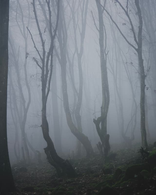 Into the Fog - Slovakia — Photography by Peter Neupauer (@peterneupauer) Into the Fog - Slovakia — Photography by Peter Neupauer (@peterneupauer)
