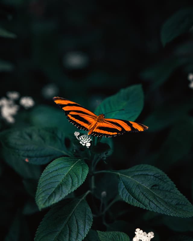 Butterfly 1 — Photography by Peter Neupauer (@peterneupauer) Butterfly 1 — Photography by Peter Neupauer (@peterneupauer)