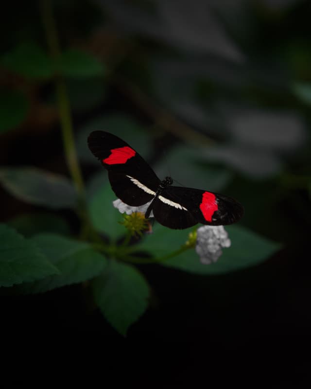 Butterfly 3 — Photography by Peter Neupauer (@peterneupauer) Butterfly 3 — Photography by Peter Neupauer (@peterneupauer)