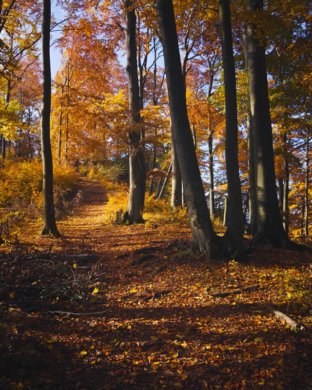 Jánošík's Bastion Lookout, Slovakia — Photography by Peter Neupauer (@peterneupauer) Jánošík's Bastion Lookout, Slovakia — Photography by Peter Neupauer (@peterneupauer)