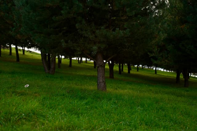 The Forest — Photography by Peter Neupauer (@peterneupauer) The Forest — Photography by Peter Neupauer (@peterneupauer)