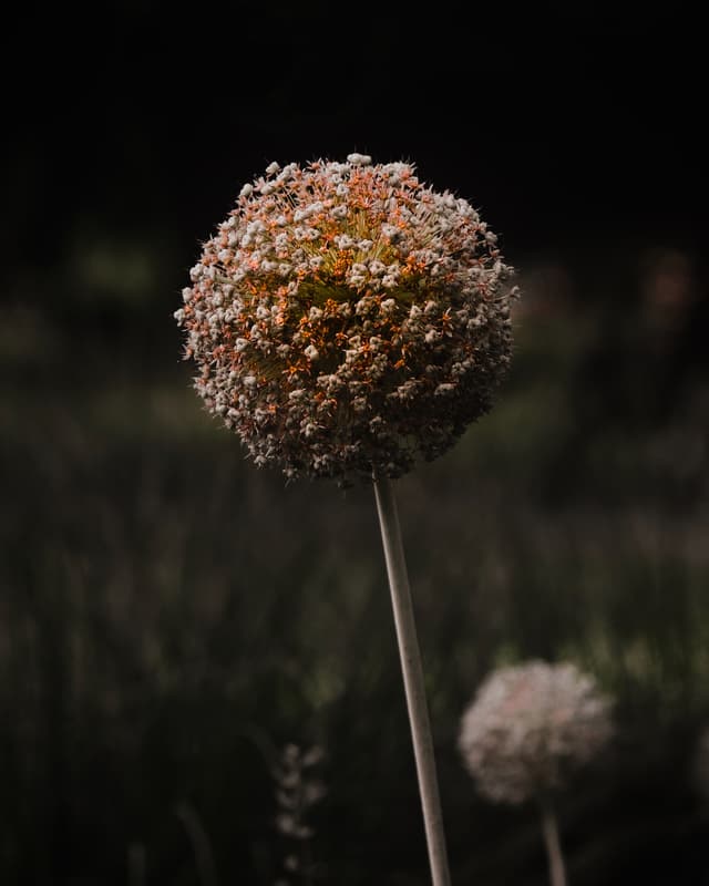 Allium flower 2 — Photography by Peter Neupauer (@peterneupauer) Allium flower 2 — Photography by Peter Neupauer (@peterneupauer)