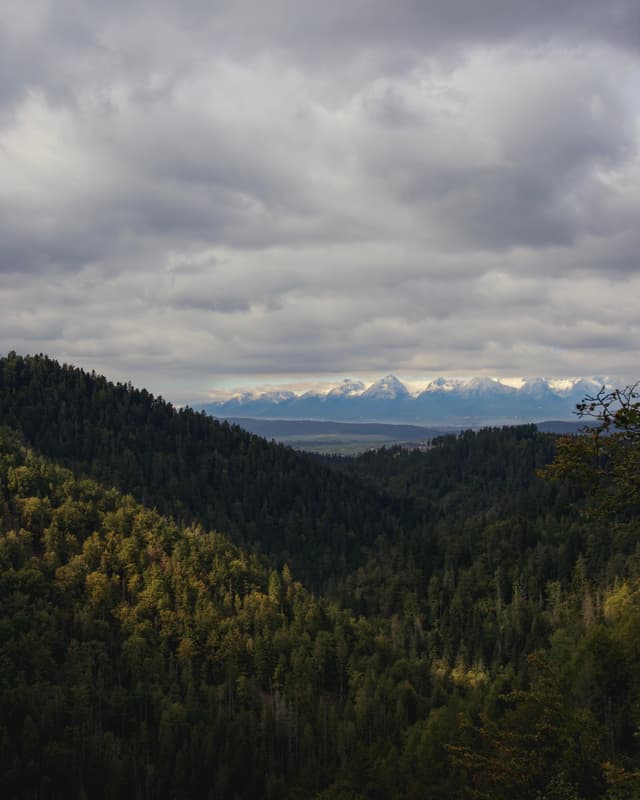 Woodland, Slovakia — Photography by Peter Neupauer (@peterneupauer) Woodland, Slovakia — Photography by Peter Neupauer (@peterneupauer)