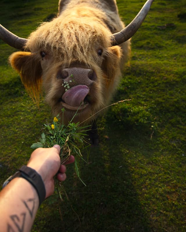 Highland cow - Geravy, Slovakia — Photography by Peter Neupauer (@peterneupauer) Highland cow - Geravy, Slovakia — Photography by Peter Neupauer (@peterneupauer)