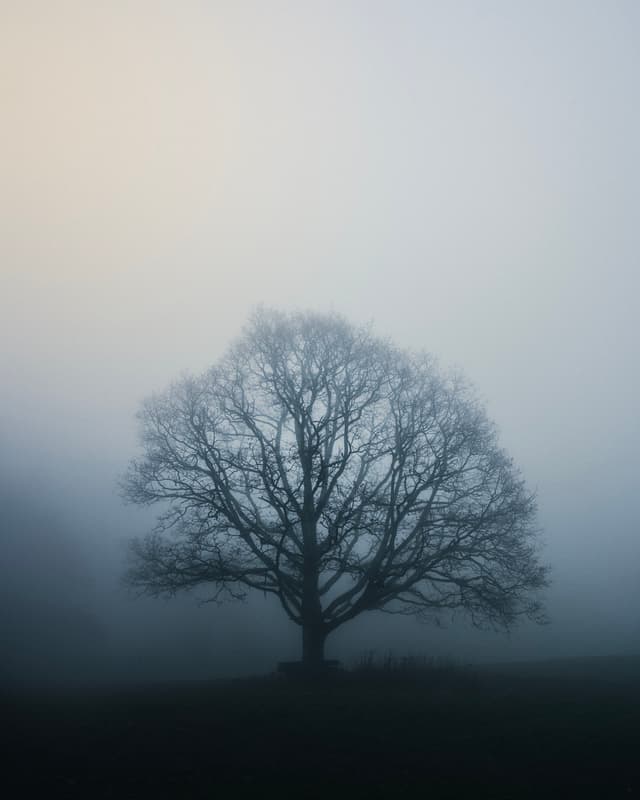Alone in the Mist - Slovakia — Photography by Peter Neupauer (@peterneupauer) Alone in the Mist - Slovakia — Photography by Peter Neupauer (@peterneupauer)