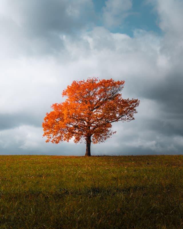 Autumn Tree, Slovakia — Photography by Peter Neupauer (@peterneupauer) Autumn Tree, Slovakia — Photography by Peter Neupauer (@peterneupauer)