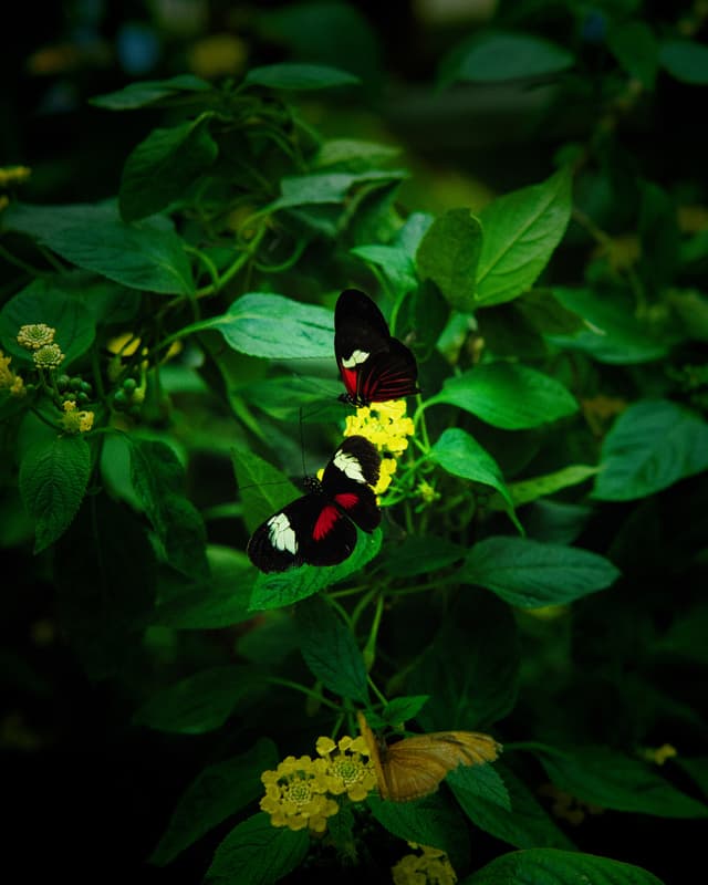 Butterfly 5 — Photography by Peter Neupauer (@peterneupauer) Butterfly 5 — Photography by Peter Neupauer (@peterneupauer)