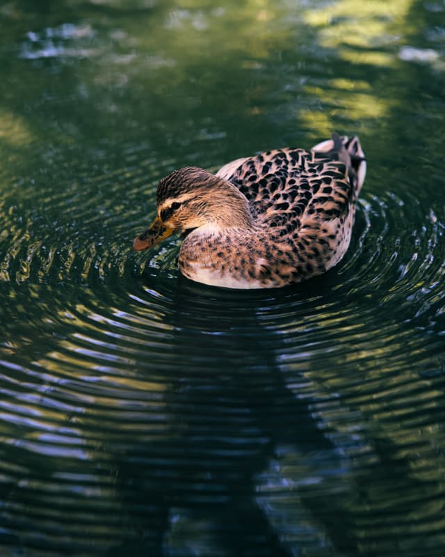 Duck - Barčiansky park, Košice, Slovakia — Photography by Peter Neupauer (@peterneupauer) Duck - Barčiansky park, Košice, Slovakia — Photography by Peter Neupauer (@peterneupauer)
