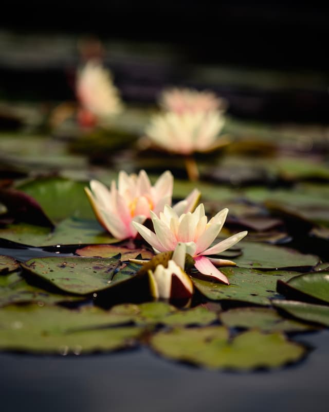 Lotus 2 — Photography by Peter Neupauer (@peterneupauer) Lotus 2 — Photography by Peter Neupauer (@peterneupauer)