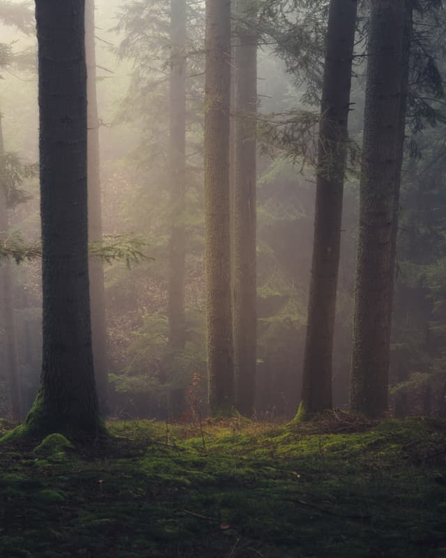 Misty Forest - Slovakia — Photography by Peter Neupauer (@peterneupauer) Misty Forest - Slovakia — Photography by Peter Neupauer (@peterneupauer)