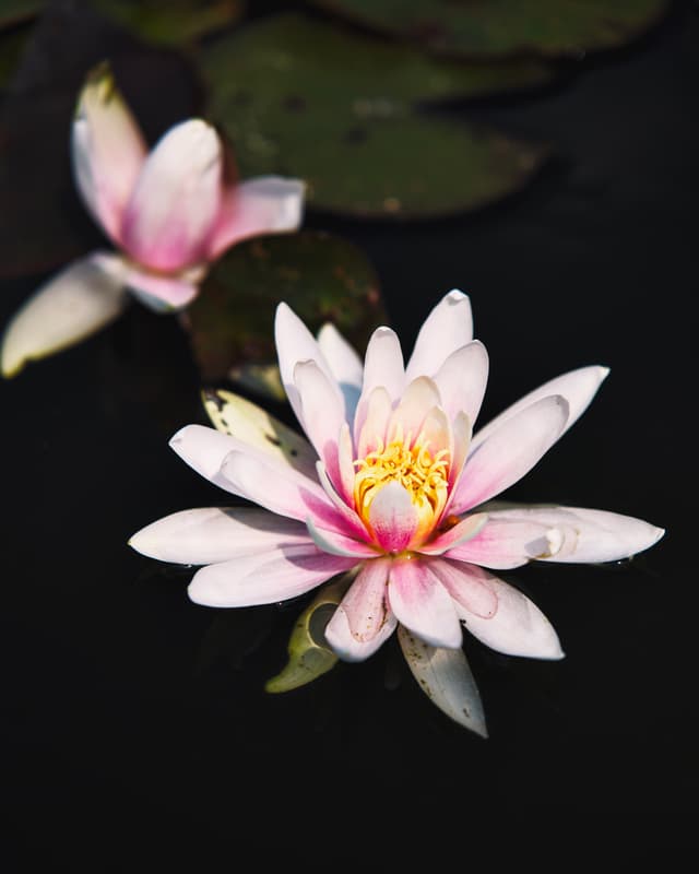 Lotus 1 — Photography by Peter Neupauer (@peterneupauer) Lotus 1 — Photography by Peter Neupauer (@peterneupauer)