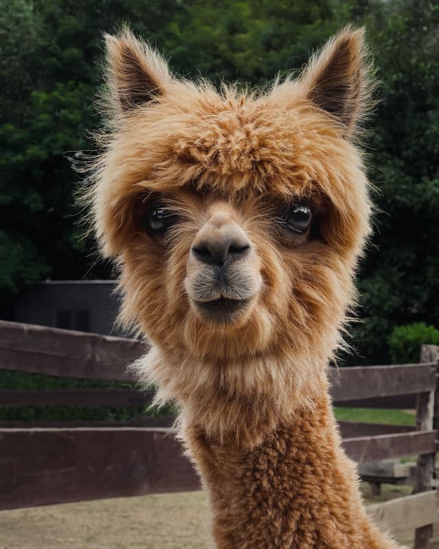 Alpaca - Košice, Slovakia — Photography by Peter Neupauer (@peterneupauer) Alpaca - Košice, Slovakia — Photography by Peter Neupauer (@peterneupauer)