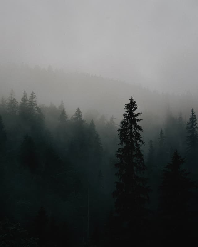 Valepp Forest - Bayern, Germany — Photography by Peter Neupauer (@peterneupauer) Valepp Forest - Bayern, Germany — Photography by Peter Neupauer (@peterneupauer)