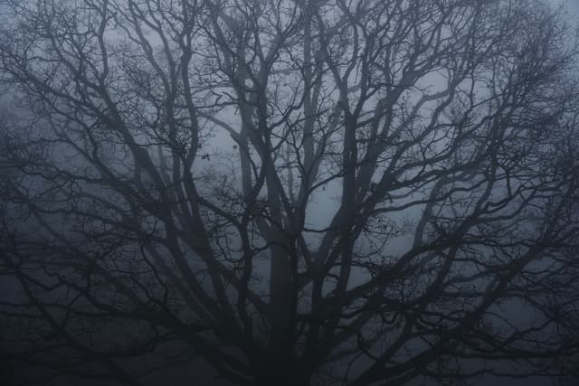 Into the Fog 6 - Slovakia — Photography by Peter Neupauer (@peterneupauer) Into the Fog 6 - Slovakia — Photography by Peter Neupauer (@peterneupauer)